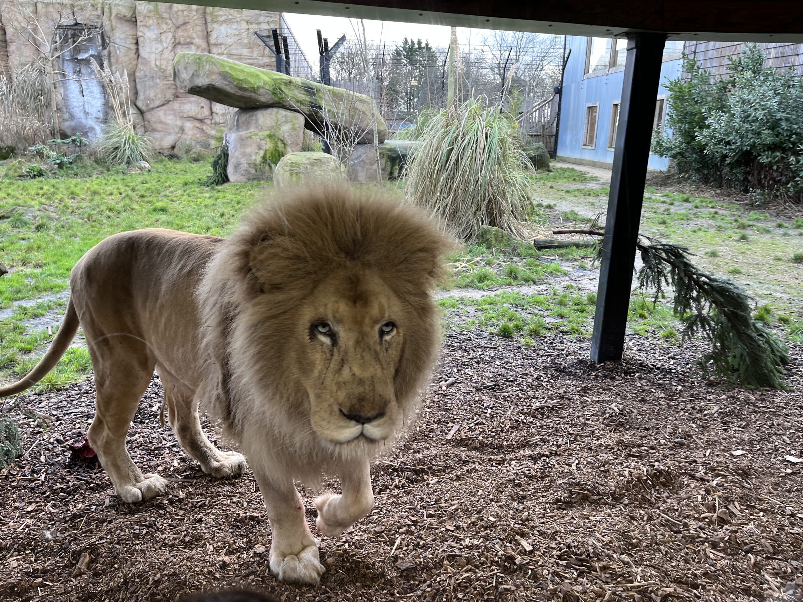 Would you fight a Lion?